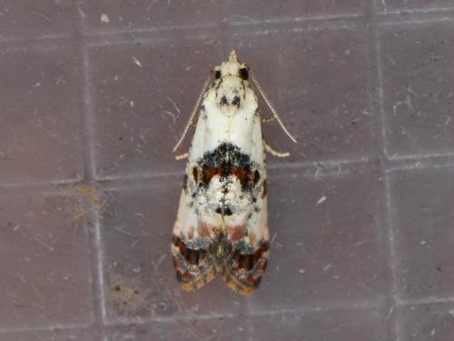 Réf. 347 293 : Cochylis hybridella